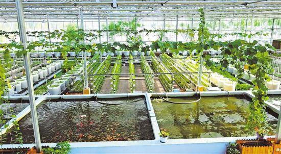 宁夏 让更多优质水产品“游”向千家万户